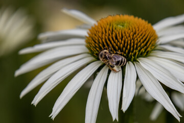 Honeybee on white daisy flower – macro photo