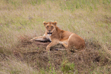 Resting lion photographed on an African Safari