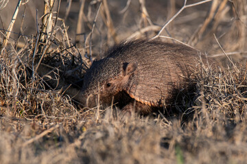 Armadillo in Pampas countryside environment, La Pampa Province, Argentina.