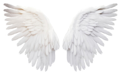 PNG Angel wings angel white bird.