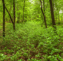 Green foliage in the forest