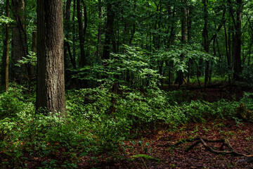 Fototapeta premium Foliage in the forest