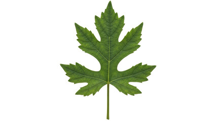 Isolated Green Grape Leaf