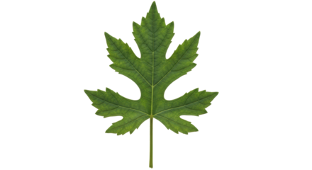 Isolated Green Grape Leaf