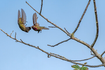 Hummingbird fight