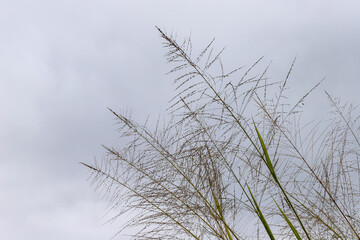 Elegant Grasses Against a Cloudy Sky: A Botanical Close-Up