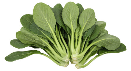 Obraz premium Isolated Bunch of Bok Choy Vegetables