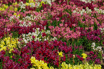 Beet mit bunten Löwenmäulchen (Antirrhinum majus)
