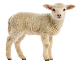 A full body shot of a fluffy white lamb standing against a stark black isolated background image
