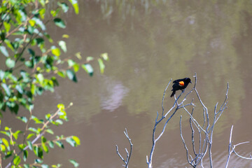 Red winged blackbird on branch