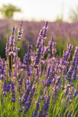 Close up, macro view of vibrant purple lavender flowers in soft evening sunlight. Golden light, delicate texture and fragrant essence of blooming plants in full summer. Natural background, lanscape
