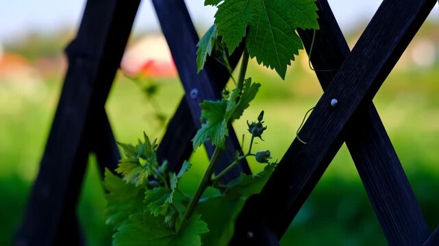 Fresh green vine leaves climbing a dark wooden garden trellis in spring, symbolizing new growth and natural beauty
