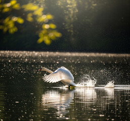 swan on the lake