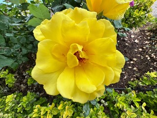 Close-up of a vibrant yellow Rosa 'Sun Flare' bloom in a garden bed, surrounded by green leaves and variegated foliage.
