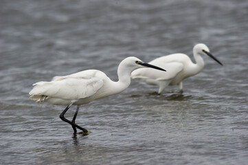 White egret, Egretta garzetta, Ardeidae, Stagno di Pilo, Sassari, Sardegna  (Sardinia), Italy