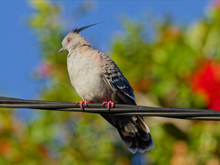 Crested Pigeon (Ocyphaps lophotes) in golden hour light perched on a wire with out of focus shrub...