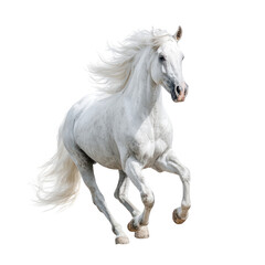White horse galloping