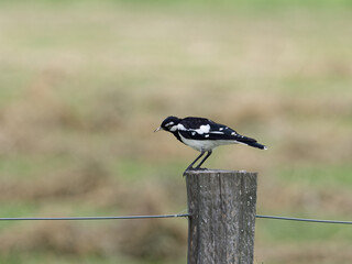 Magpie Lark (Grallina cyanoleuca) perched on a timber fence post.