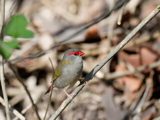 Red-browed Finch (Neochmia temporalis) perched on a thin tree branch