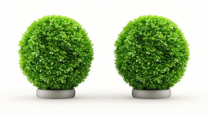 A lush green shrub shaped into a perfect round form, set against a clean white backdrop for a striking visual effect.