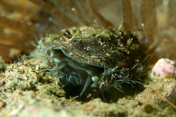 Living Abalone, Green ormer or Ear shell (Haliotis tuberculata aka lamellosa) underwater crawling on a rock on the sea intertidal bottom, Alghero, Sardinia, Italy. Mediterranean sea