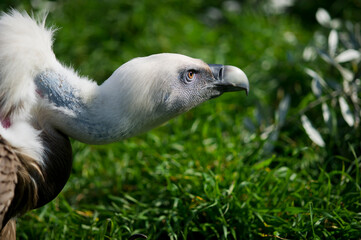 Griffon vulture, Grifone (Gips fulvus). feeding on mountain, Sardinia, Alghero.SS, Sardegna. Italy