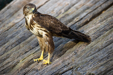 Common Buzzard (Buteo buteo), adult perched on a rooftop. Sardinia, Italy