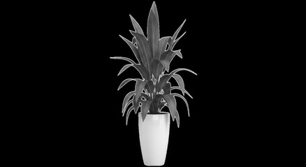 A potted green houseplant in a white pot isolated on transparent background
