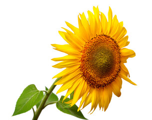 Sunflower head isolated on white background. Sun symbol. Flowers yellow, agriculture. Seeds and oil