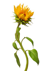 Closed and opening bud sunflower isolated on white background. Flower. Flat lay, top view