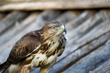 Common Buzzard (Buteo buteo), adult perched on a rooftop. Sardinia, Italy