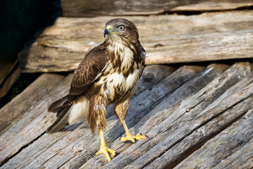 Common Buzzard (Buteo buteo), adult perched on a rooftop. Sardinia, Italy