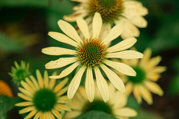 Yellow echinacea blooms. Yellow floral background.Yellow daisies array close-up.Medicinal flowers and herbs.