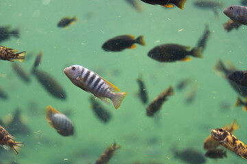 Striped tropical fish swims gracefully in aquarium, surrounded by other colorful species, creating serene underwater scene