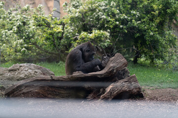 Gorilla gently interacting with its young near log in Bioparc Valencia, observed from behind glass, surrounded by lush greenery in calm and natural zoo habitat