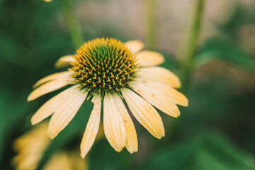 Echinacea blooms in Yellow tones. Yellow floral background.Yellow daisies array close-up.Medicinal flowers and herbs. daisies array close-up.Medicinal flowers and herbs.