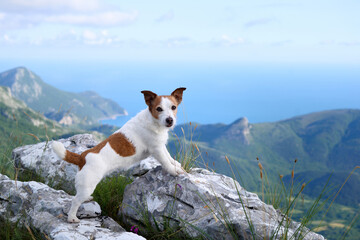 A Jack Russell Terrier stands proudly on a rocky cliff overlooking a vast mountain range. The image captures the adventurous spirit of the dog amidst nature.