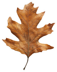 Fototapeta premium PNG Oak leaf photography chandelier texture.