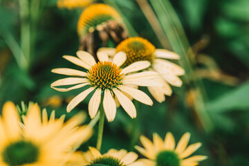 Vibrant echinacea blooms. Yellow floral background.Yellow daisies array close-up.Medicinal flowers and herbs. Natural traditional medicine and alternative homeopathy. 
