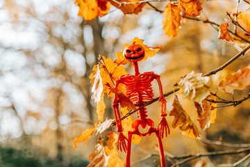 Halloween Skeleton Decoration with Pumpkin Head. Pumpkin skeleton on an oak branch with yellow leaves.