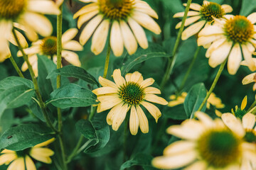 Yellow Echinacea. Useful flowers for human health. Echinacea Prairie Flowers.Medicinal flowers and herbs. Natural traditional medicine and alternative homeopathy 
