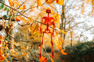halloween background.Skeleton Decoration Hanging on Autumn Tree Branch. Halloween atmosphere.