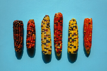 Colorful Indian Corn Cobs . Corn harvest season.Corn abundance. Cobs of multicolored corn set