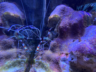 Banded Coral Shrimp Stenopus hispidus is a shrimp-like decapod crustacean belonging to the...