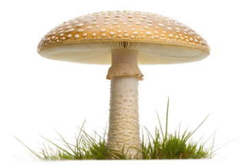A single fly agaric mushroom with a spotted tan cap, growing in green grass. Closeup studio shot isolated on a clean white background.