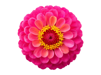 Vibrant pink zinnia flower blossom isolated on black background. Isolated On Transparent Background