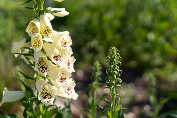 Foxglove Blooming in Sunlight①