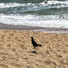 bird on the beach