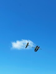Wild pink flamingos flying over the Florida Keys