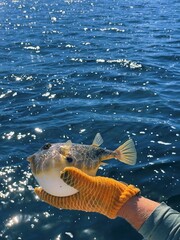 puffer fish caught and released in the Florida Keys